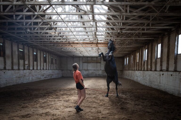 Free stock photo of eqestrianism, horse, soil work