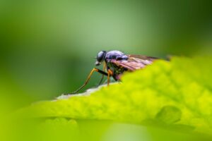 Free stock photo of animal, animalia, body