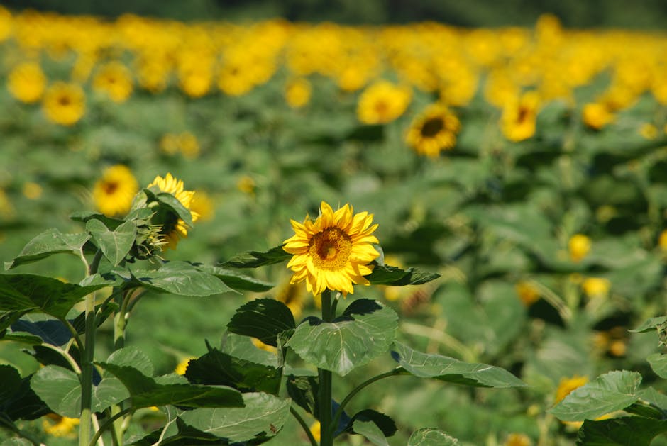 Close-up of sunflowers in a bright, sunny field showcasing nature's beauty.
