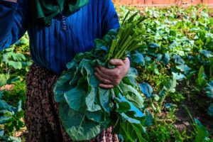Close-up of a farmer harvesting fresh kale in a sunlit vegetable field.