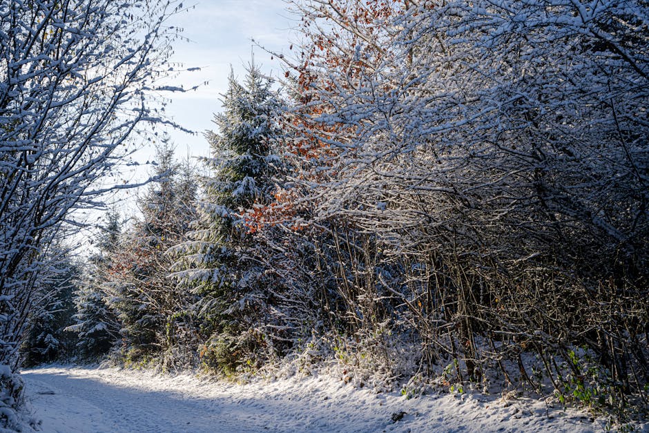 Free stock photo of cold, fog, foggy